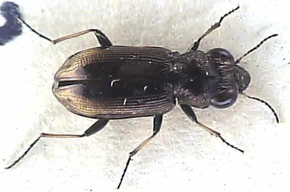 Notiophilus biguttatus